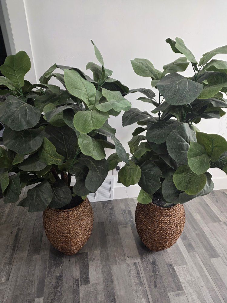 Artificial Ficus trees