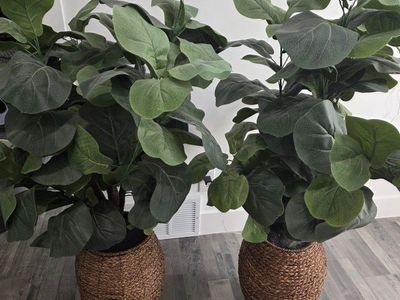 Artificial Ficus trees