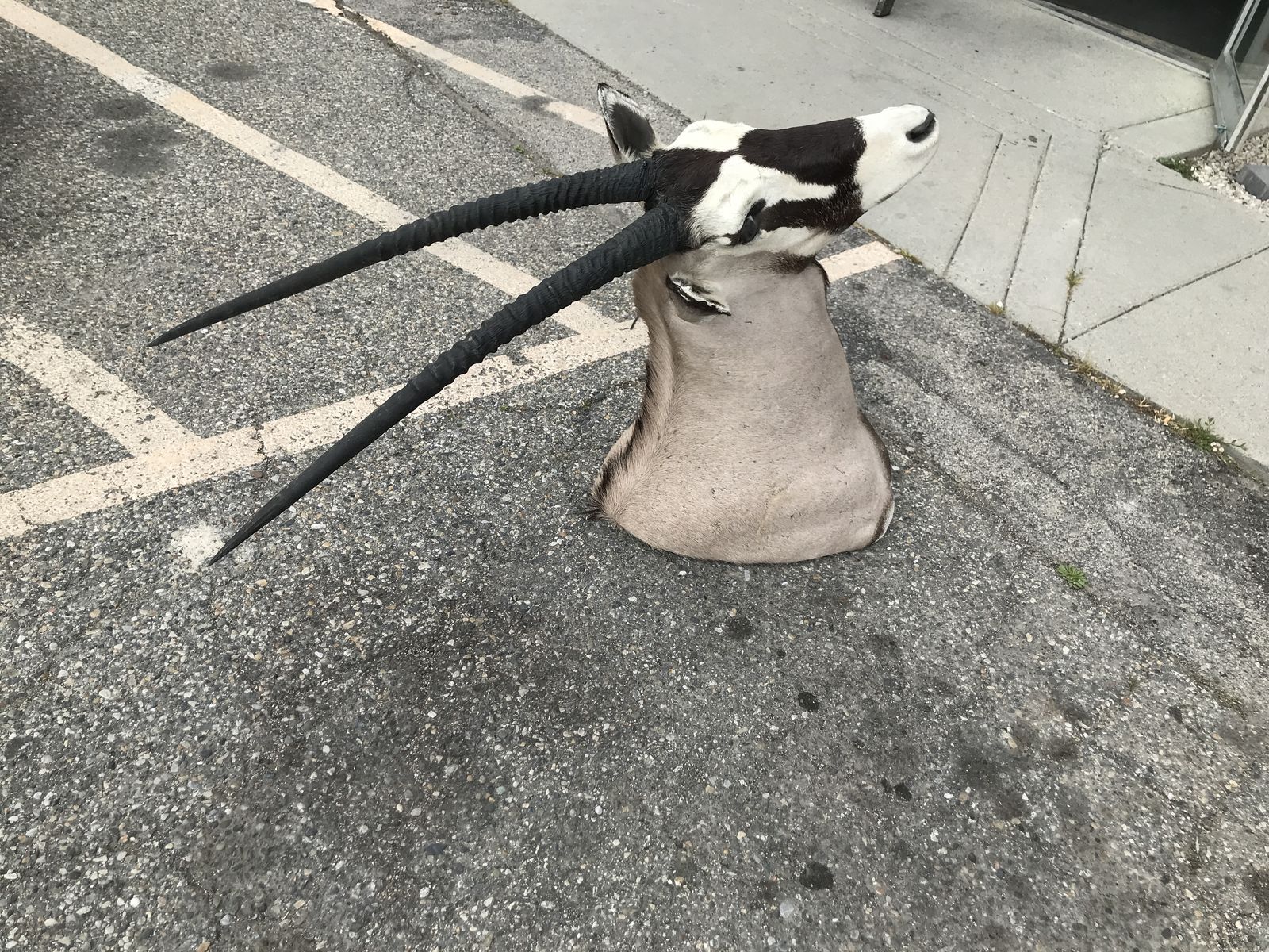 African Gemsbok mount