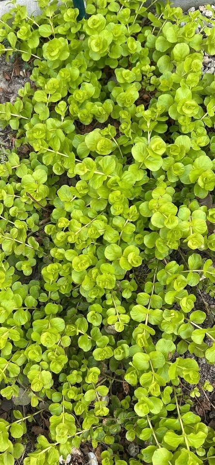 GROUND COVER 4 TYPES 5 in SQUARES FOR $5