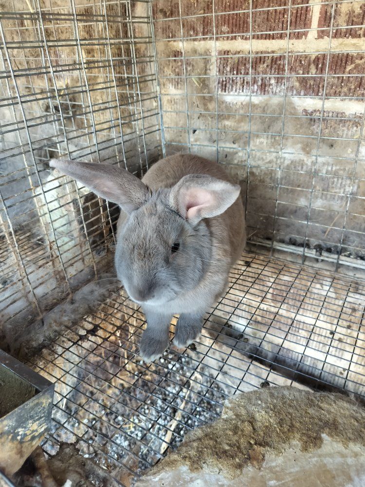 Adorable Gray and tan Rabbit - Young, Healthy Pet