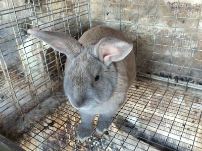 Adorable Gray and tan Rabbit - Young, Healthy Pet