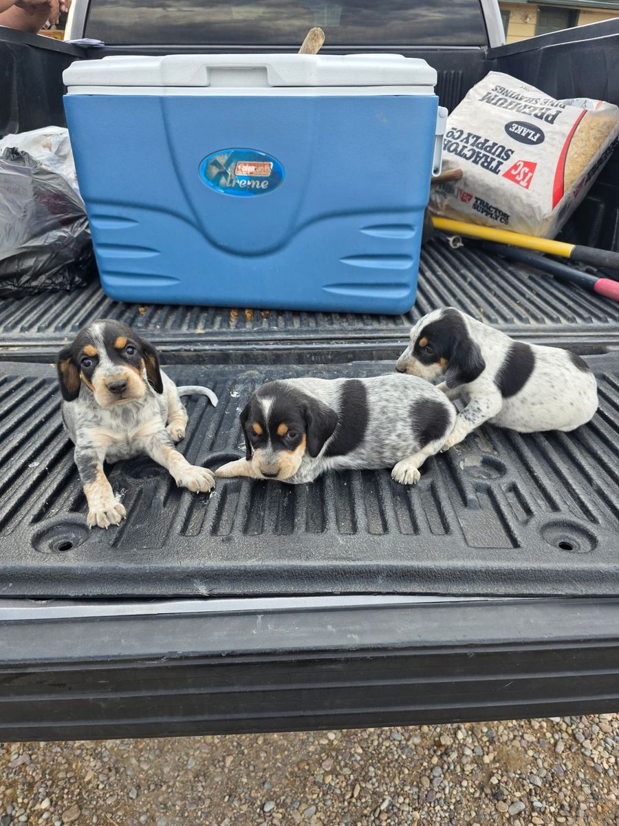 Attention Hounds men we have 3 nice 1/4 Walker and 3/4 Blue Tick puppies for sale. 
