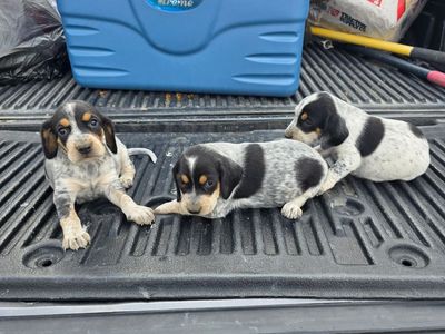 Attention Hounds men we have 3 nice 1/4 Walker and 3/4 Blue Tick puppies for sale.