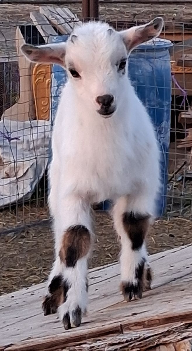 Mini Lamancha and Saanen goats