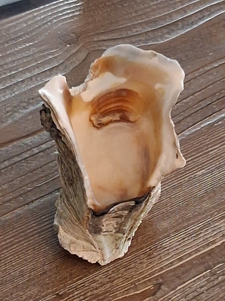 Large Natural Conch Shell Decor - Beach House Coastal Accent