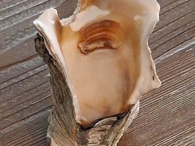Large Natural Conch Shell Decor - Beach House Coastal Accent