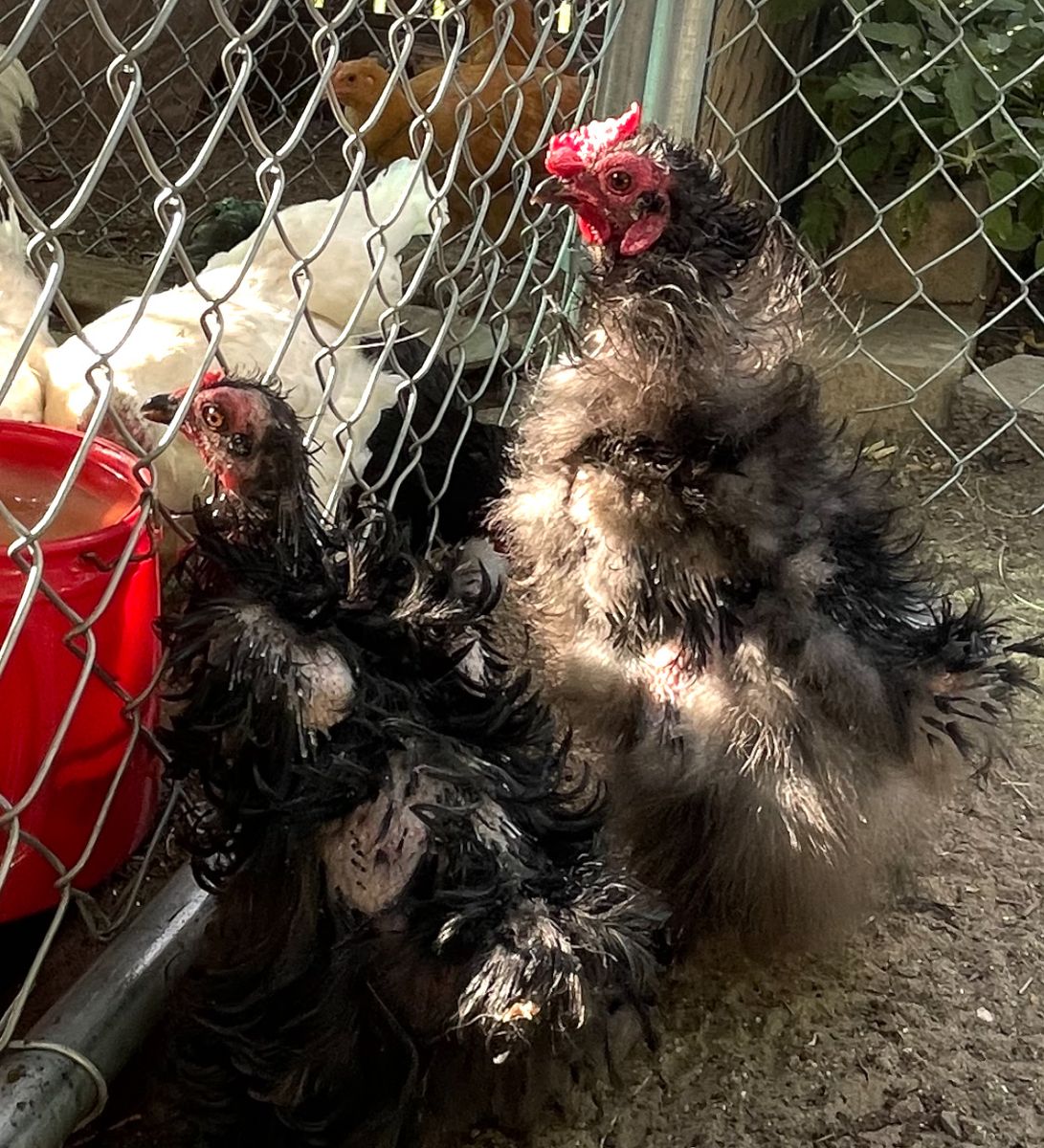 Free frizzle-silky hen & rooster