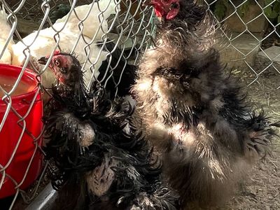 Free frizzle-silky hen & rooster