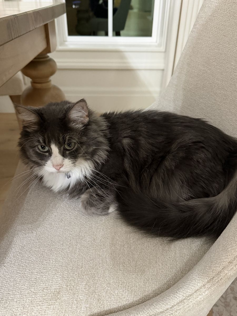 Rehoming 2.5 yrs Female Cat