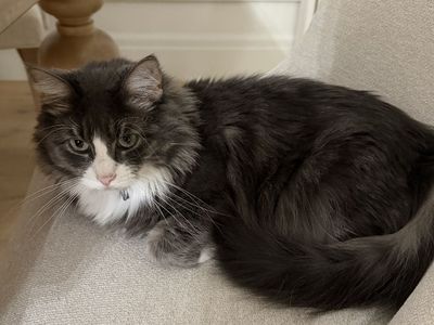 Rehoming 2.5 yrs Female Cat