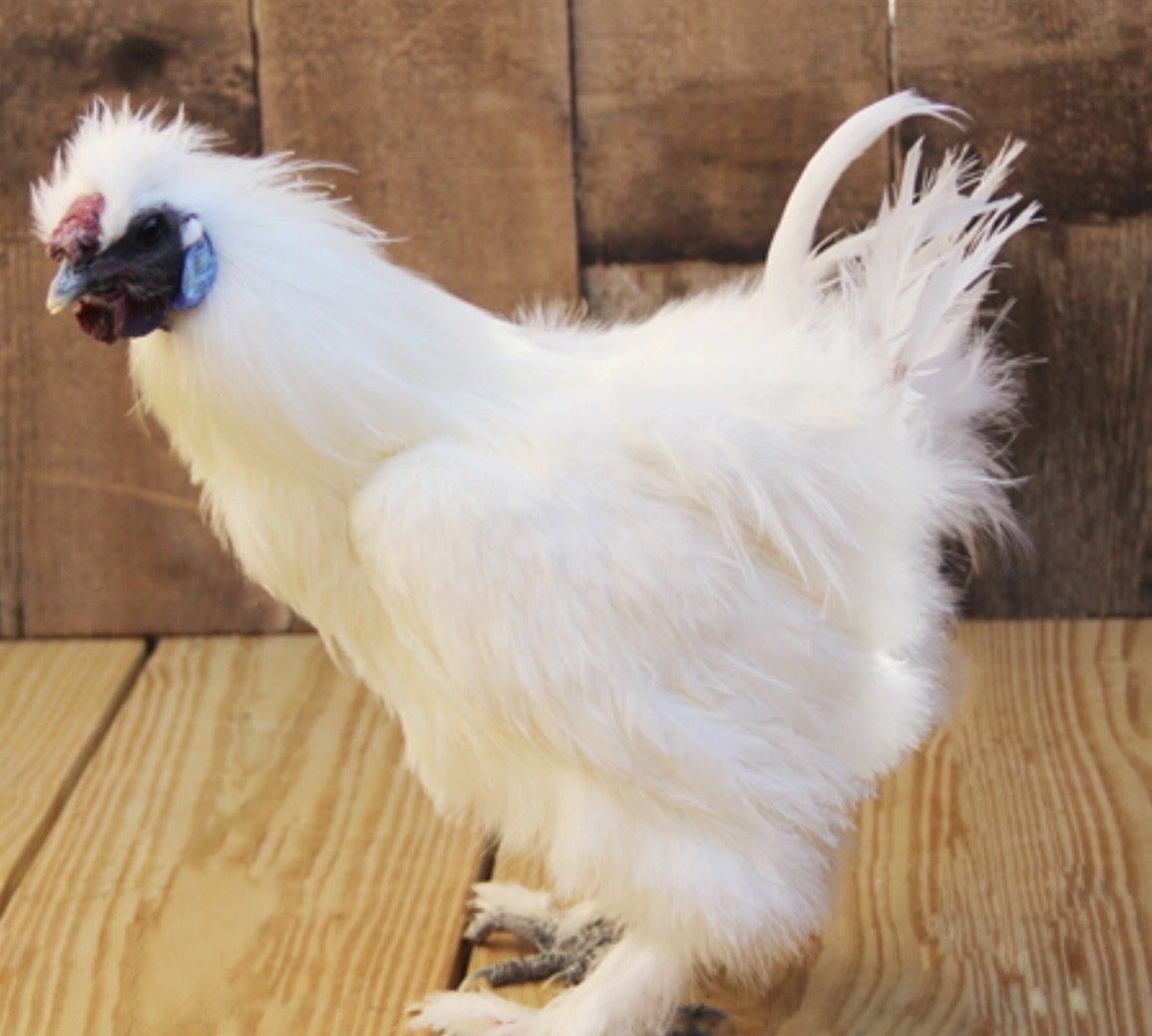 White silky roosters available.