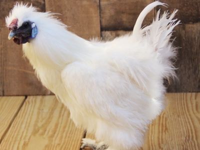 White silky roosters available.