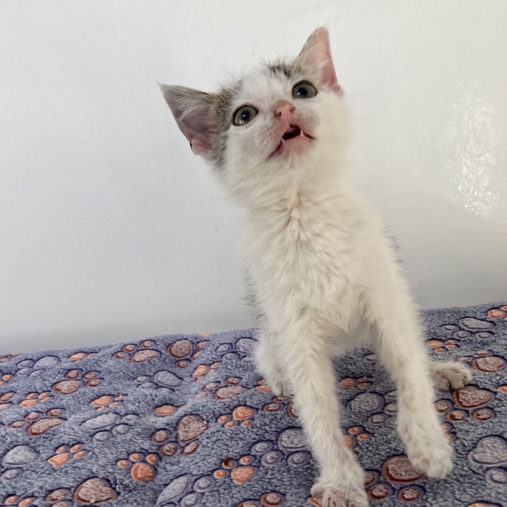 Hello my name is Tarnation