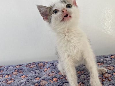 Hello my name is Tarnation