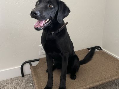 Trained Male Pure Bred Lab
