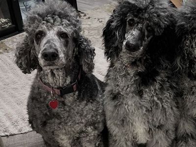 AKC STANDARD POODLES