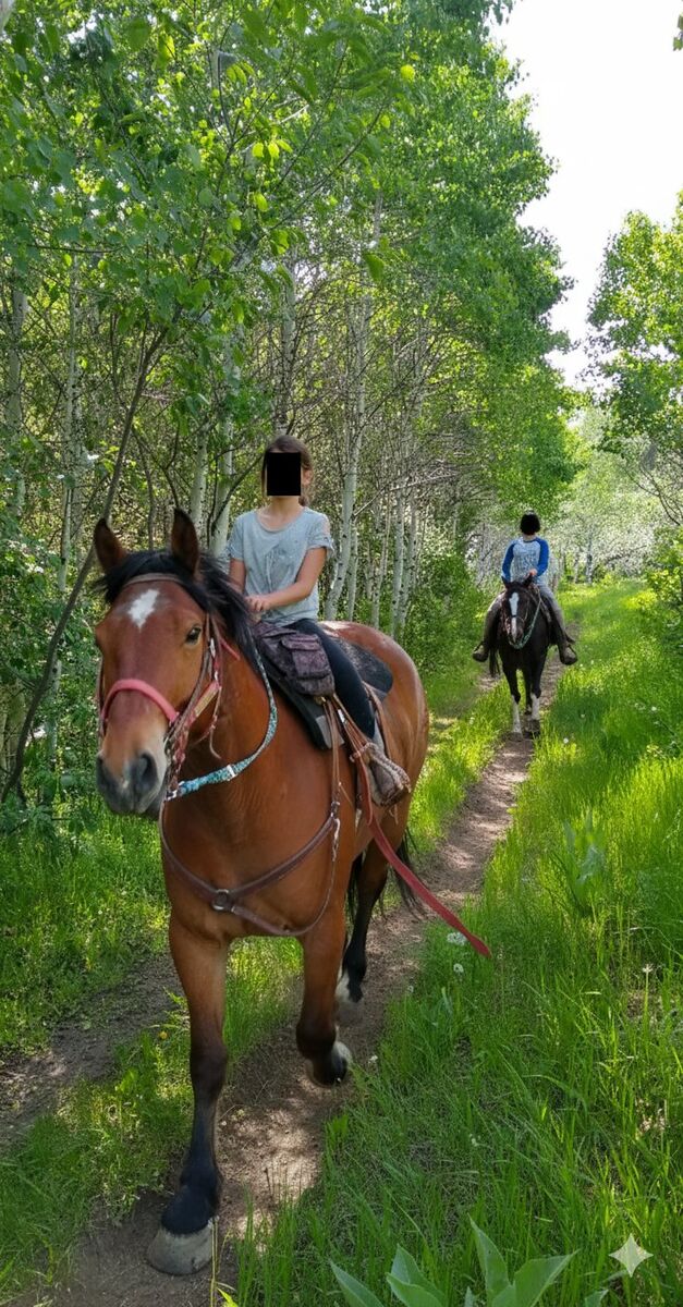 12 year old Bay half draft