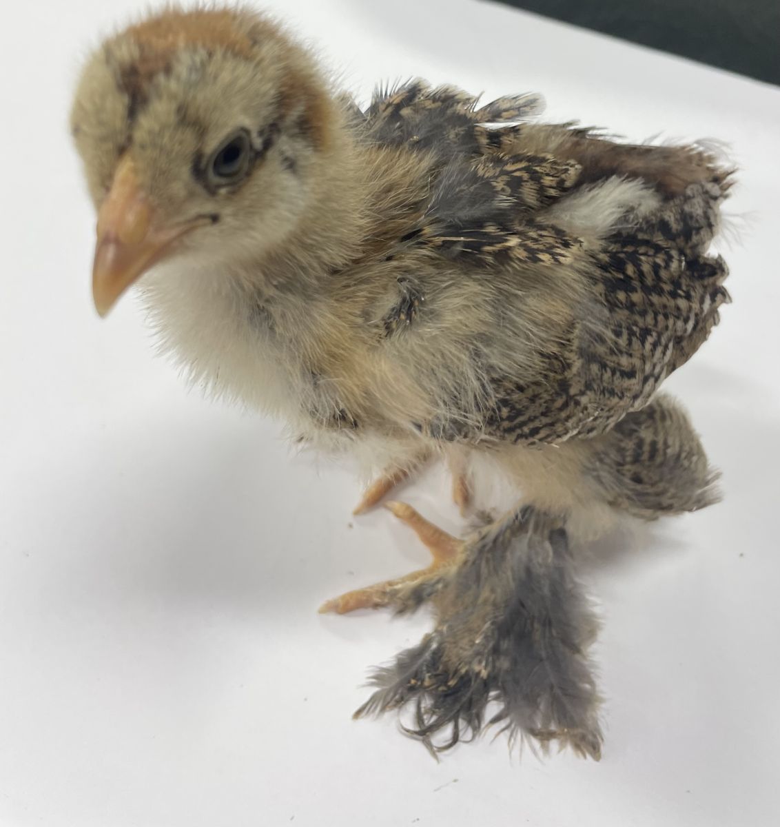 Pure bred , straight run, partridge Brahma