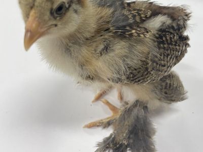 Pure bred , straight run, partridge Brahma