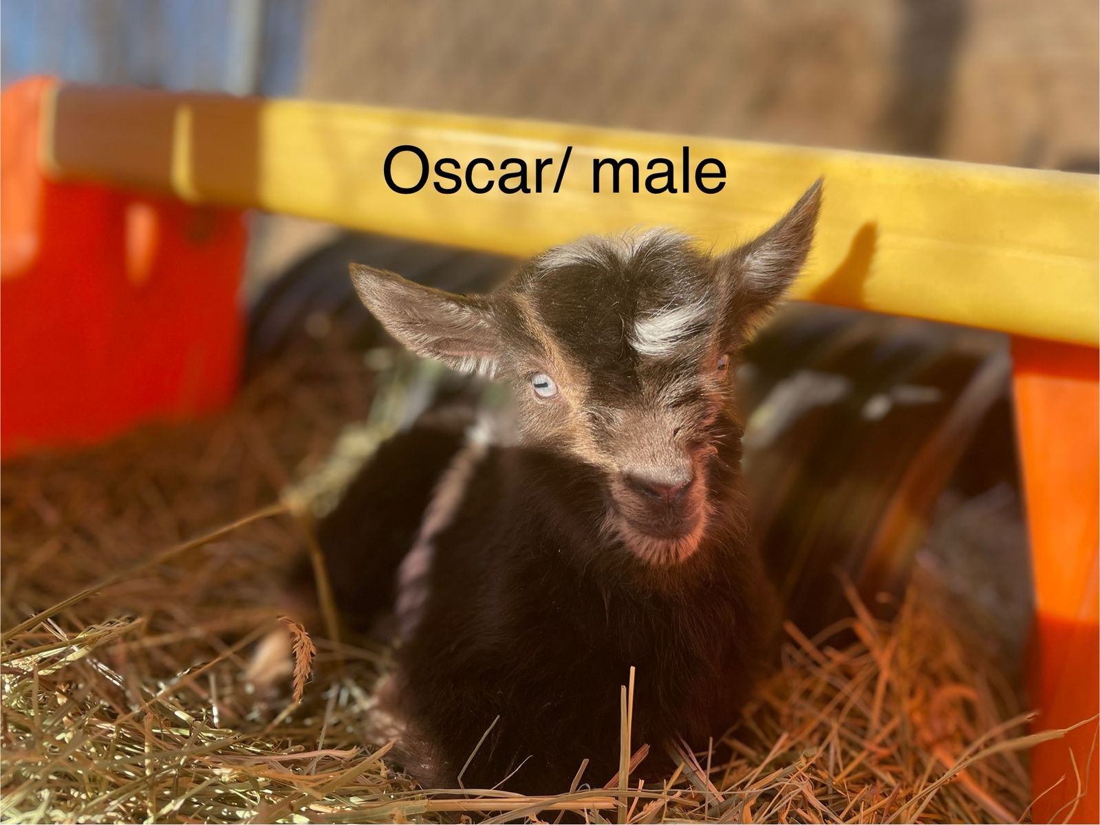 Very Sweet Nigerian Dwarf Buckling!!!!