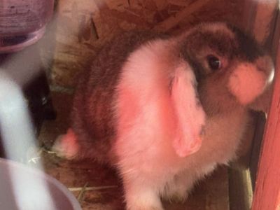 Bunny With Cage And Food, Bowl, Water dispenser
