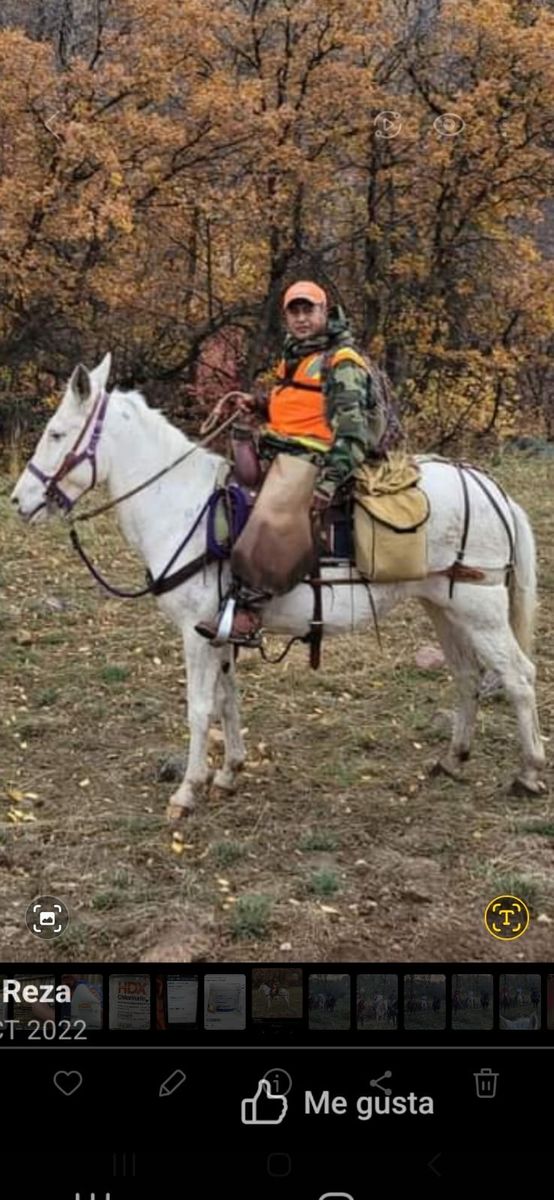 White Female Horse for Sale - Gentle & Experienced, Ready for Trail or Work