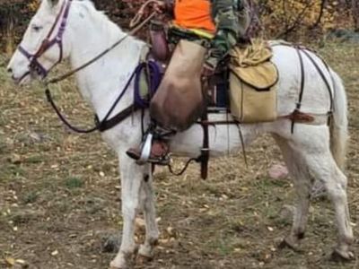 White Female Horse for Sale - Gentle & Experienced, Ready for Trail or Work