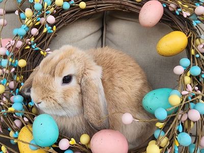 Purebred VM Fawn Doe Holland Lop