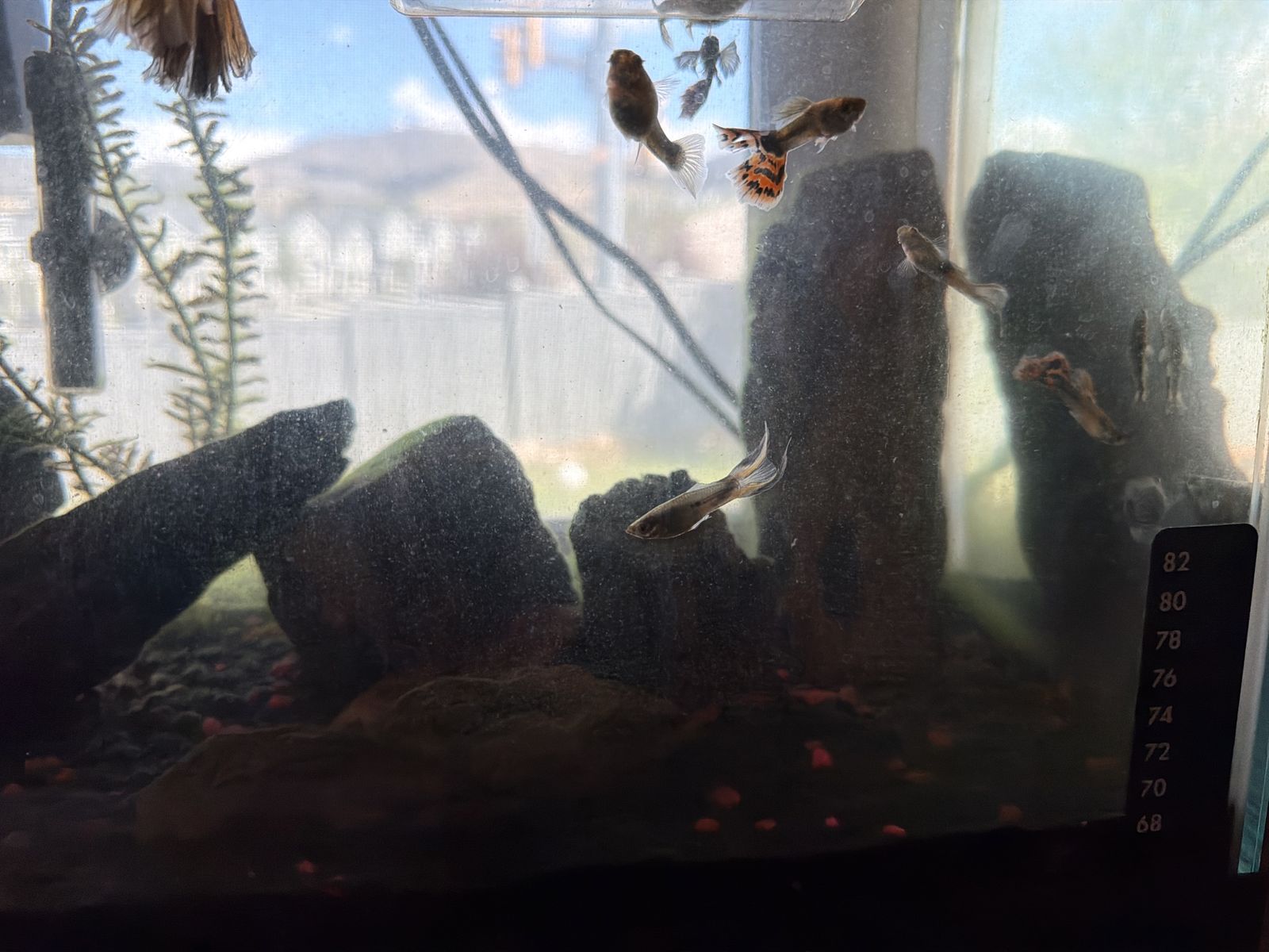 Male And Female Guppies $1