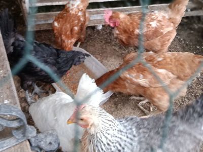 Hens