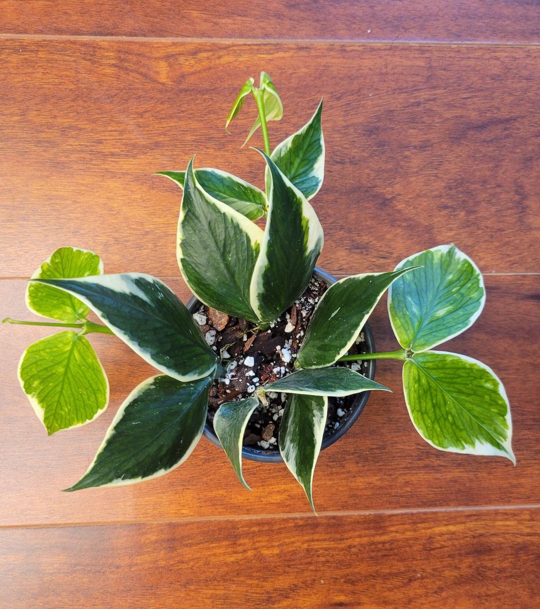Variegated Hoya Polyneura Fishtail Live House Plant