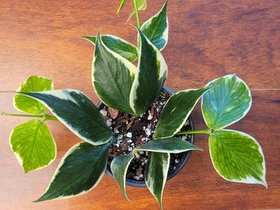 Variegated Hoya Polyneura Fishtail Live House Plant