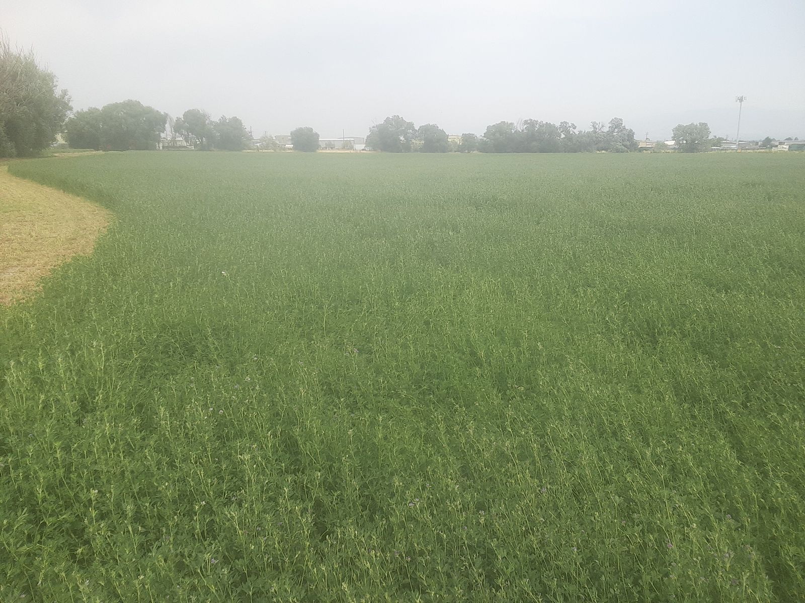 1st Crop Alfalfa Hay