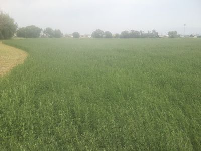 1st Crop Alfalfa Hay