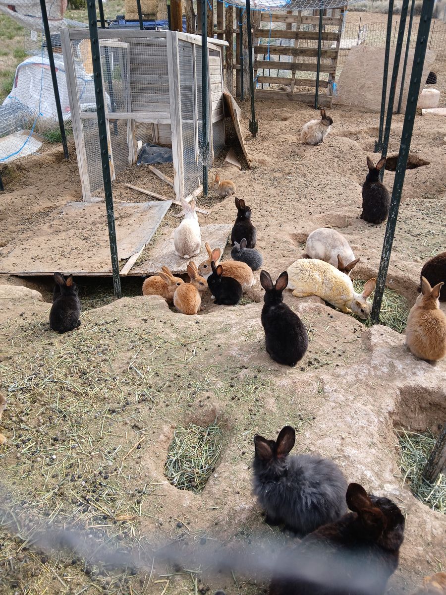 Young Bunny Rabbits