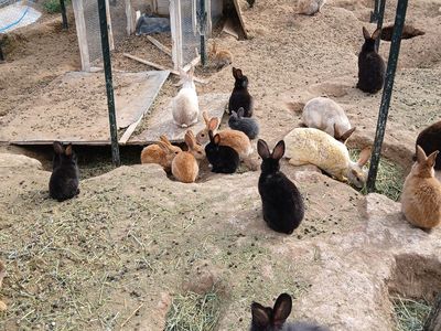Young Bunny Rabbits
