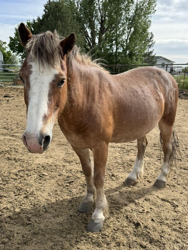 Pony Gelding