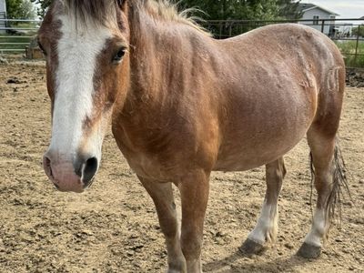 Pony Gelding