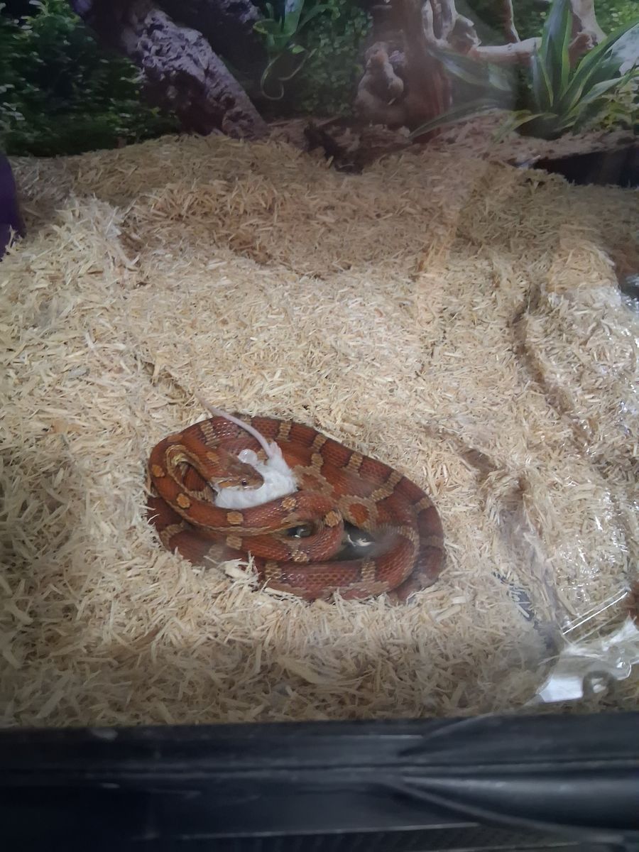 Corn Snakes and Geckos