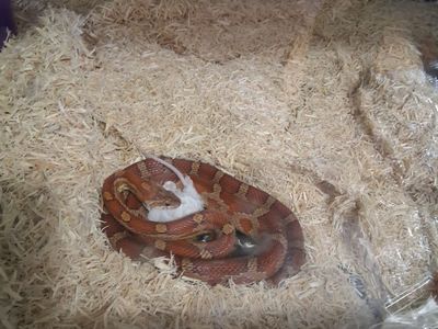 Corn Snakes and Geckos