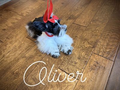 Teeny Teacup / Toy Schnauzer Puppies