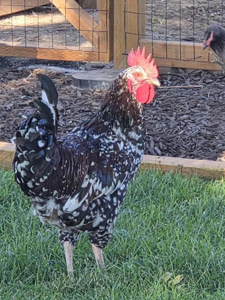 speckled sussex rooster