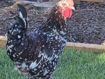 speckled sussex rooster