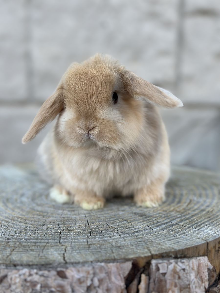 Chocolate Harlequin Holland Lop Baby Girl