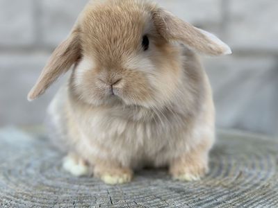Chocolate Harlequin Holland Lop Baby Girl