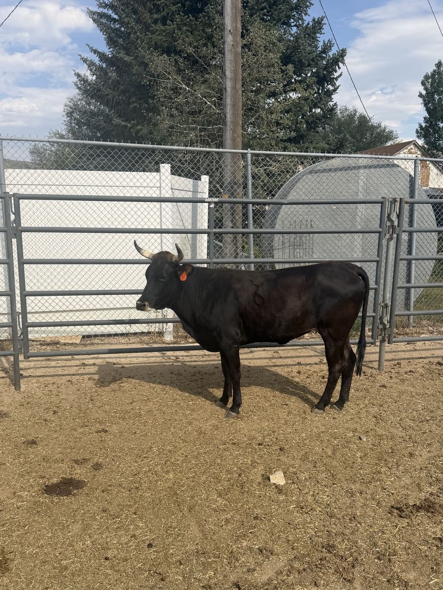 Corriente roping cattle 