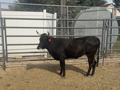 Corriente roping cattle