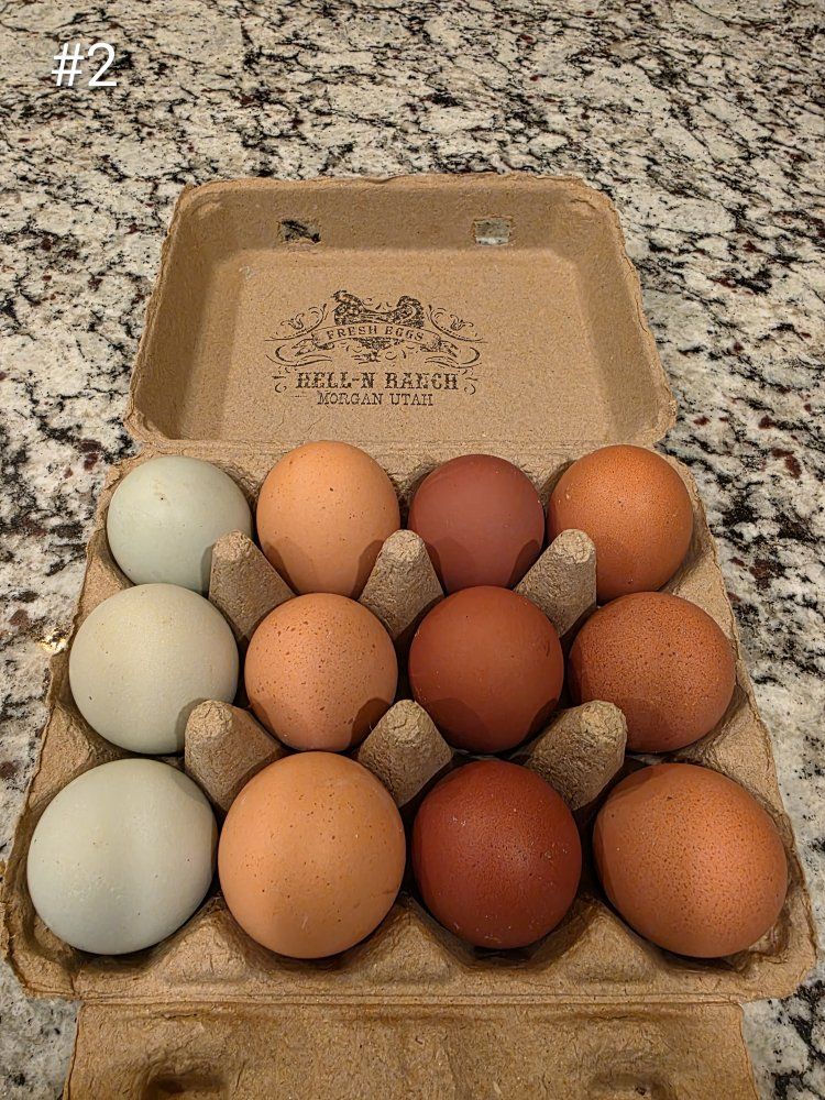 Rainbow Hatching Eggs