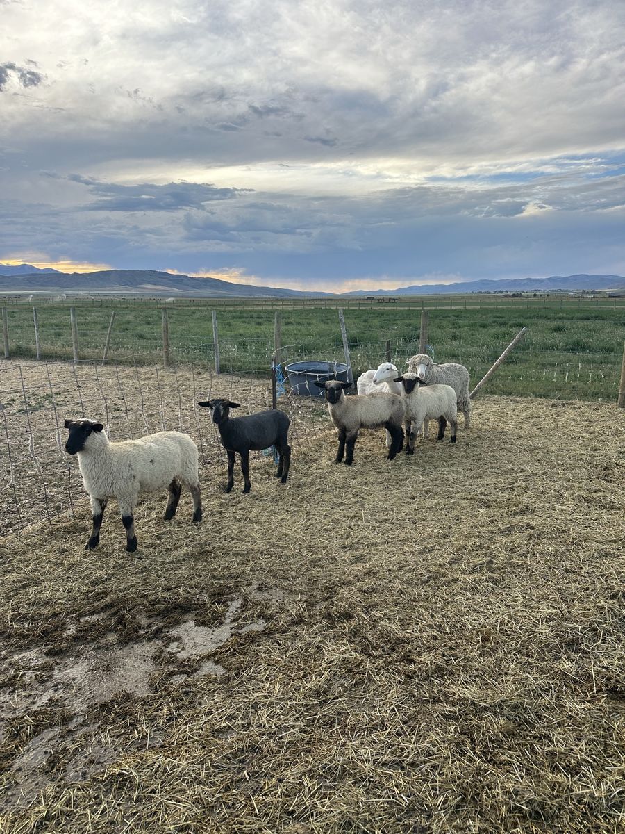 Ewes